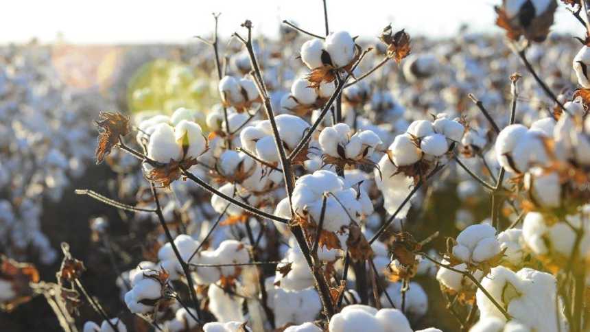 cotton defoliation,  facilitate harvesting