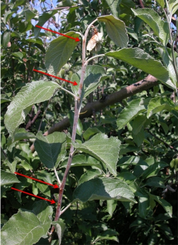 reducing shoot growth, fire blight, prohexadione calcium