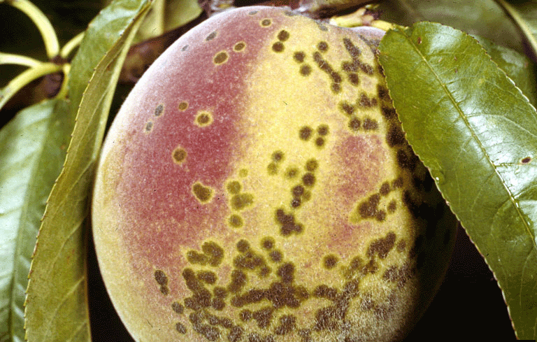 stone fruit, Venturia scab