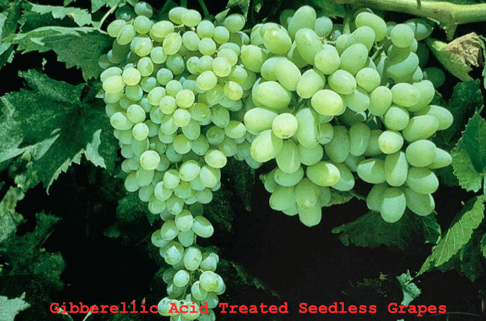 gibberellic acid treated seedless grapes