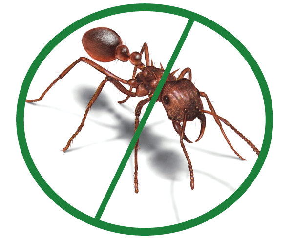 sulfluramid, leafcutting ants