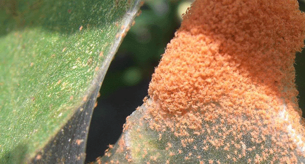 red spider mite, rust mite
