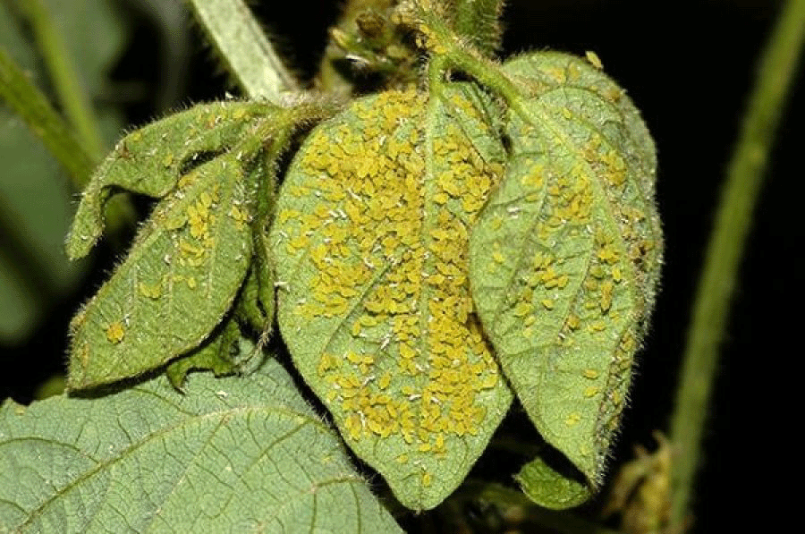 soybean aphids