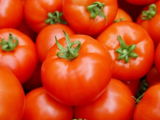 tomato disease