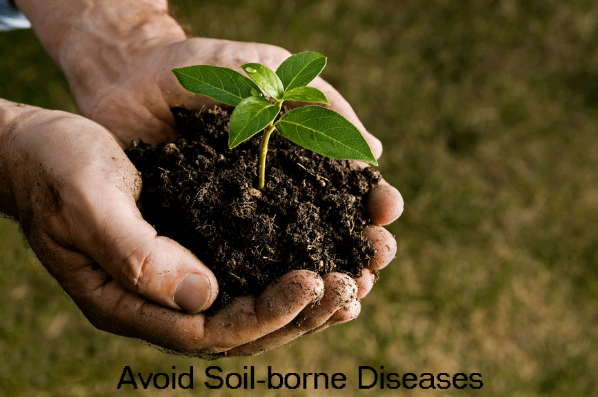 Triadimenol, avoid soil borne diseases